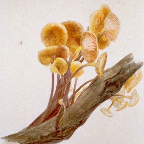 Beatrix Potter Mushroom Drawing
