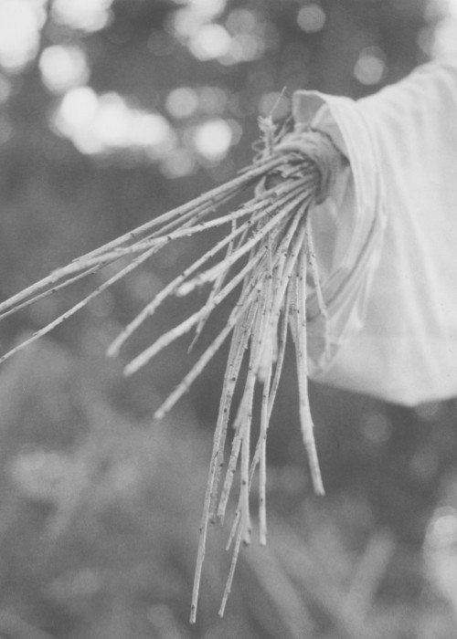 Rowan Lear 2021.A Sudden Branching