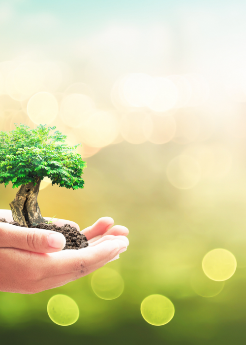 TEMP.BBF Fringe banner